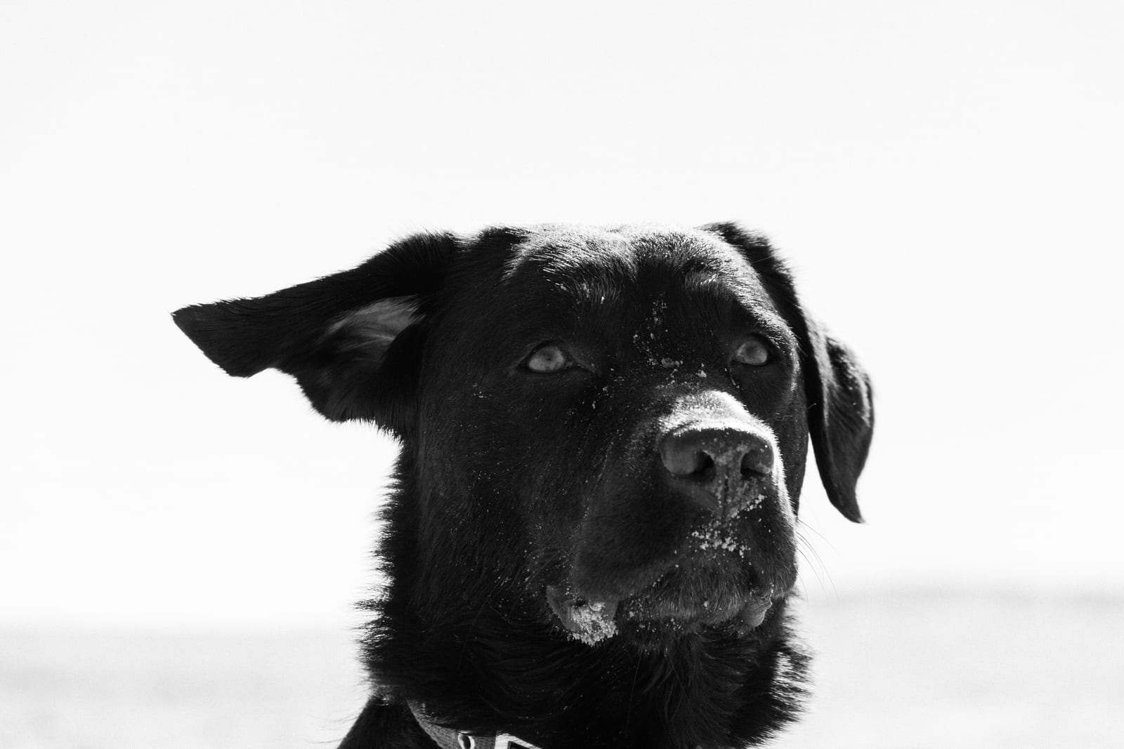 Black and white portrait of Lola the dog on the beach